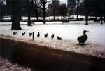 Make Way for Ducklings (277 views)